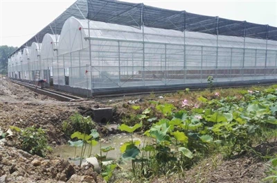 Comparació de tipus de làmines de plàstic d'hivernacle