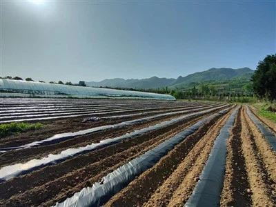 Pel·lícula de mulch biodegradable