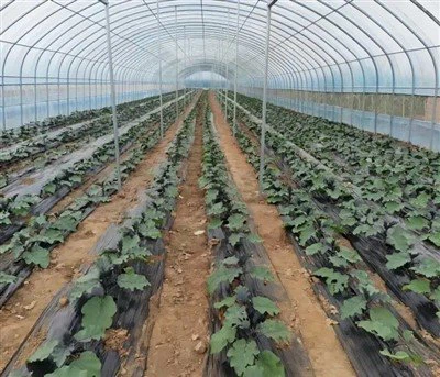 Pel·lícula Duratough Greenhouse